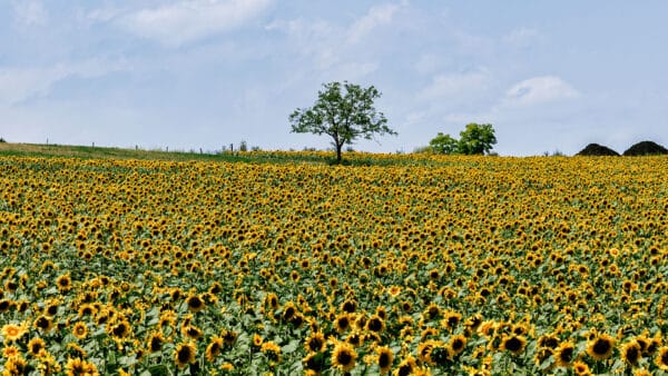 Du solaire en campagne