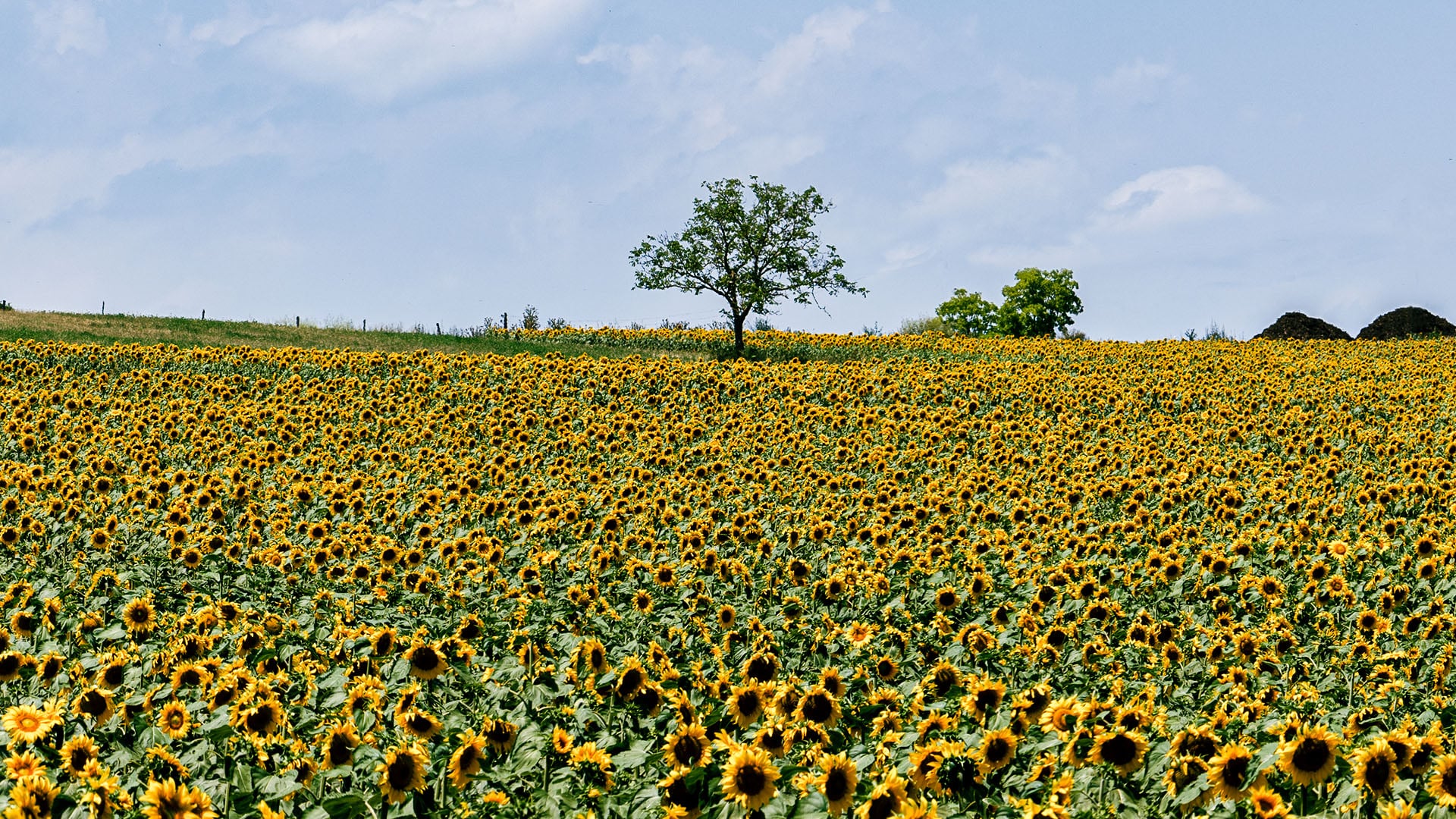 Du solaire en campagne